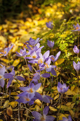 Colchicum autumnale, commonly known as autumn crocus, meadow saffron, or naked lady