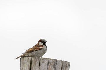 Sparrow on white background