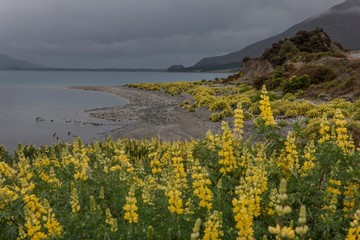 Lake Hawea New Zealand. Yellow Lupines