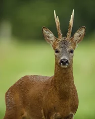  portrait of roe deer © Jeremy