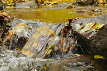 Detail of Creek in the Autumn Forest.