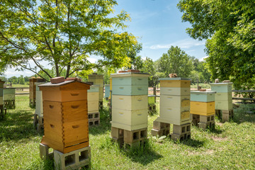 Bee Hives