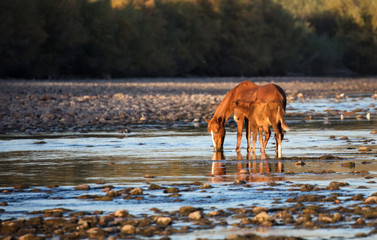 Mare and foal wild horse on the river