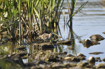 Lonely sandpiper sits on a stone in cane thickets. Sandpiper, bird nature, wild nature 