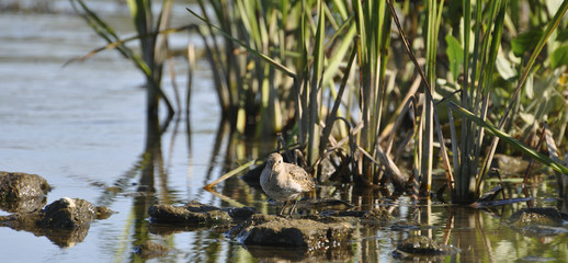 Lonely sandpiper sits on a stone in cane thickets. Sandpiper, bird nature, wild nature 