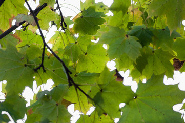 Green leafs in Sibiu park
