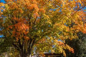 Golden Autumn Tree 2