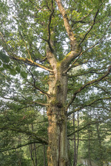 giant oak tree