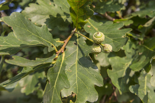 green acorns in branches