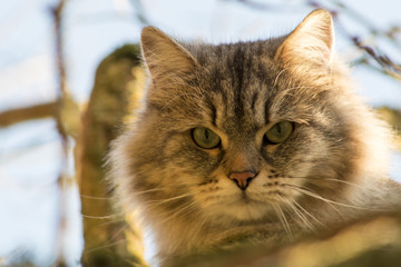 Cat on a tree after a dog was running after her