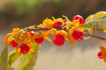 Oriental bittersweet berries bursting open