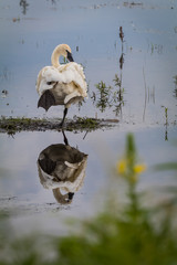 Swan reflection