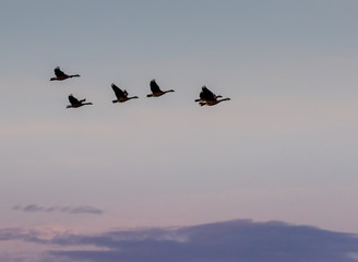 Geese Flying