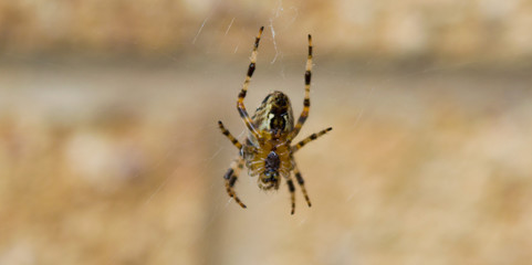 Incey Wincy garden assassin