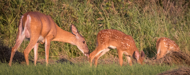 Deer with fawns