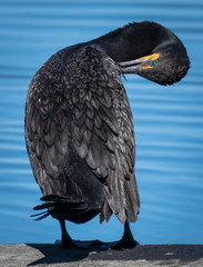 Preening cormorant 