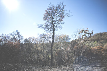 Fototapeta premium Lone Burnt Tree