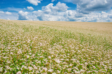The flower garden of buckwheat noodles, and a view