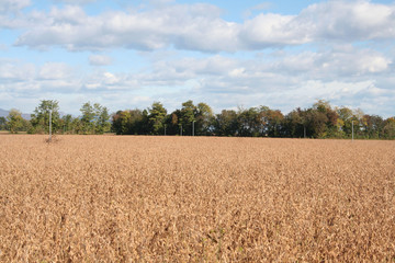 Campo di soia secco in autunno con cielo azzurro