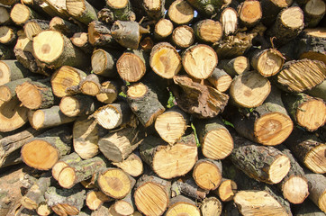 Drewno © KrólestwoNauki