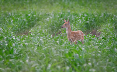Fawn at attention