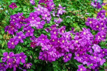 Purple flowers close up, in hanging basket