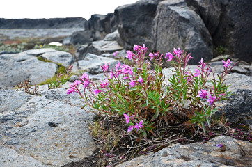 Obraz na płótnie Canvas Purple flowers in volcanic landscape