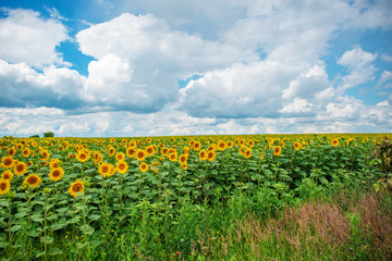 A plantation of beautiful yellow-green sunflowers after sunset at twilight against a beautiful light sky with fluffy clouds