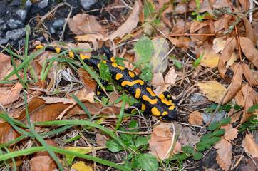 Feuersalamander