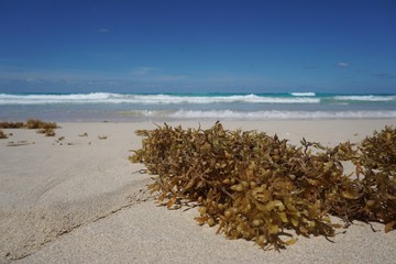 Strand in Playa Santa Maria, Playa del Este, Havanna auf Kuba | Karibik
