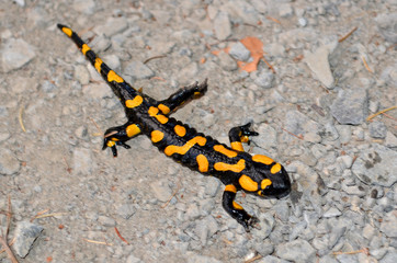 Feuersalamander