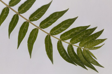 Brote Árbol