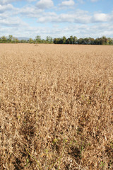 Campo di soia secco in autunno con cielo azzurro