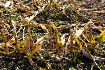 Residues in the field after maize harvesting