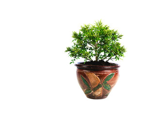 Green potted plant, trees in the pot isolated on white background.