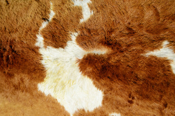 Texture of cow's skin in sunset light. Shot in Ukraine.
