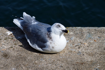 Seagull looking upwards with head to one side