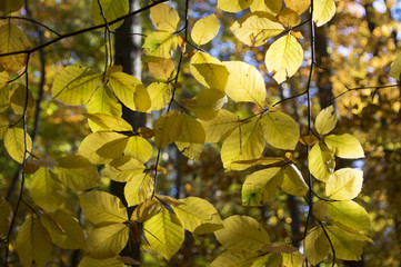 Beech deciduous forest during autumn sunny day, leaves vibrant colors on branches, leaves detail against sun