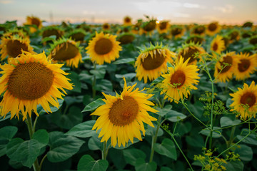 A plantation of beautiful yellow-green sunflowers after sunset at twilight against a beautiful light sky with fluffy clouds