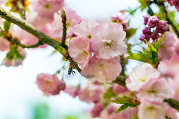 abejas en flores de sakura
