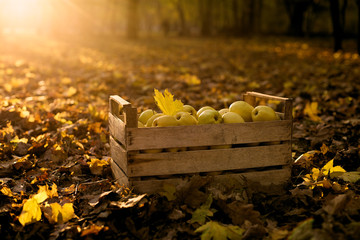 Golden apples in vintage wooden box on the ground full of autumn foliage. Ripe yellow fruits harvest in a crate on sunset. Autumn and diet concept.
