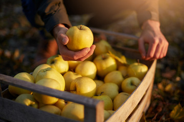Man puts yellow ripe golden apple to a wooden box of yellow at the orchard farm. Grower harvesting in the garden and holding organic apple in his hand. Harvest autumn concept. Isolated view. Male