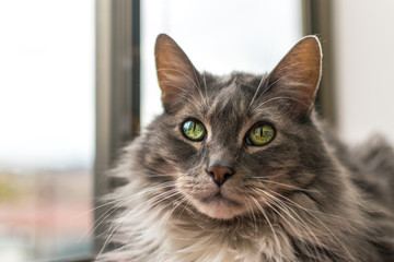 hermoso gato de ojos verdes