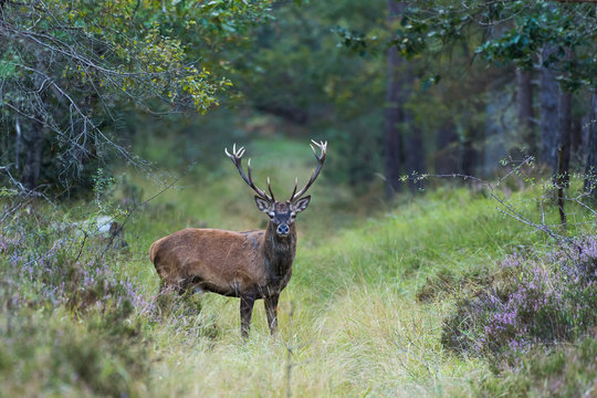 Cerf en for&ecirc;t de Fontainebleau