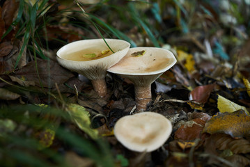 Forest mushroom in autumn forest