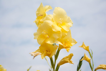 Gladiolus flowers or Gladiolus hybrida the flower of promise blooming in the early morning is suitable for giving to whom you love