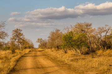 Fototapeta na wymiar Dirt Road, South African Game Reserve