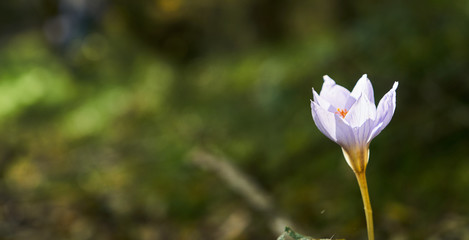 Beautiful little violet flower in autumn forest, close-up