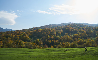 Fototapeta na wymiar Mountain forest, trees and meadows with grazing cows