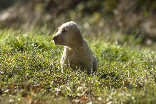 Italian Spinone